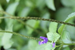 Stachytarpheta indica